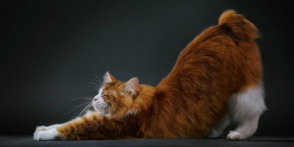 Feline