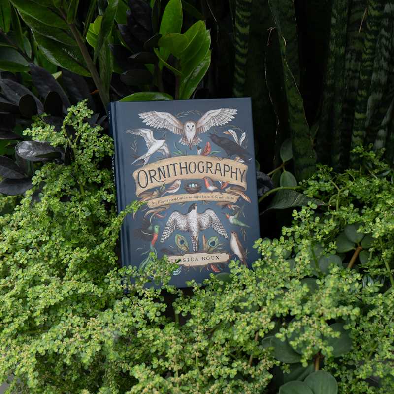 Ornithography by Jessica Roux