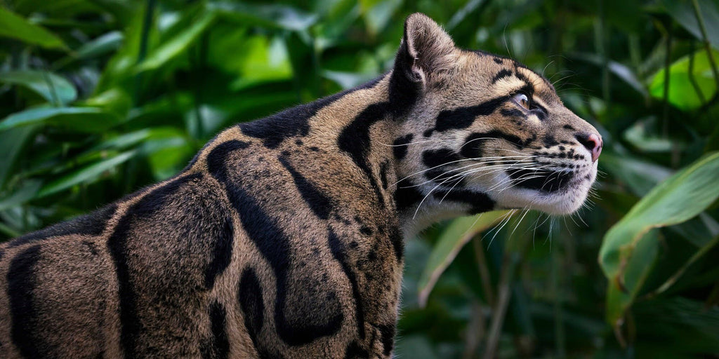 Feline