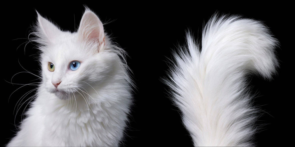 Feline