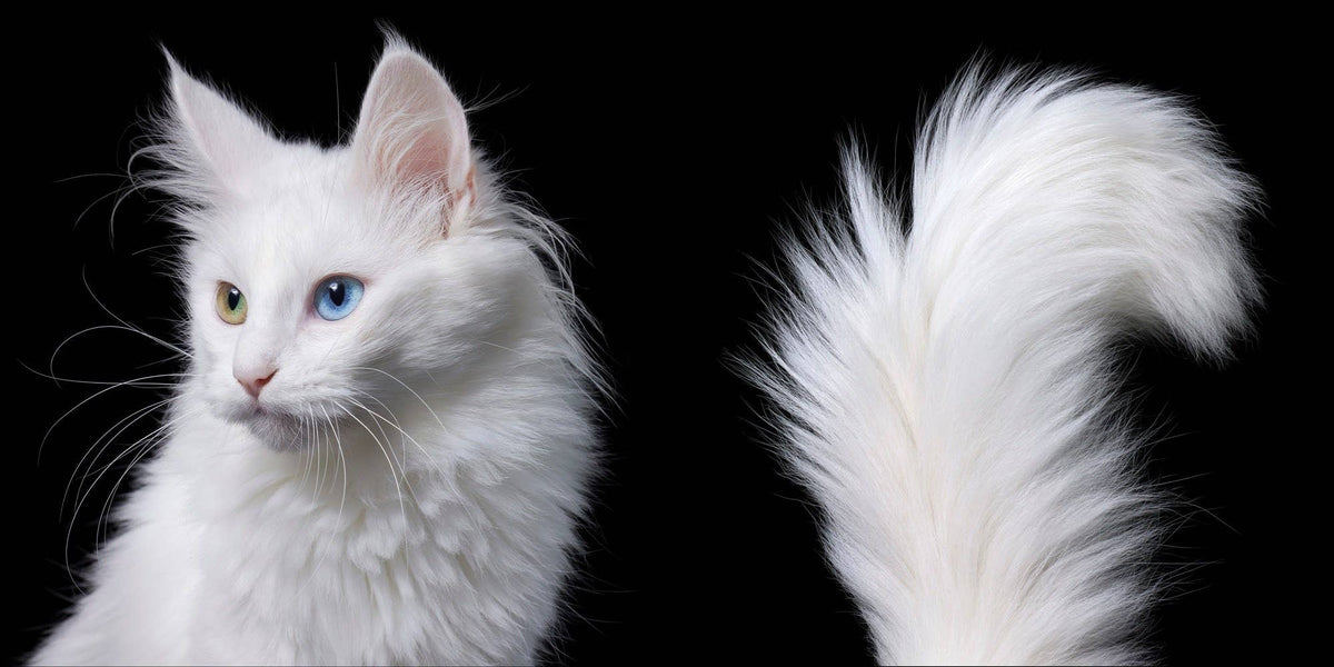 Feline
