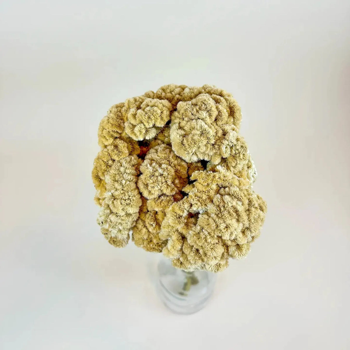 Floral - Dried Celosia